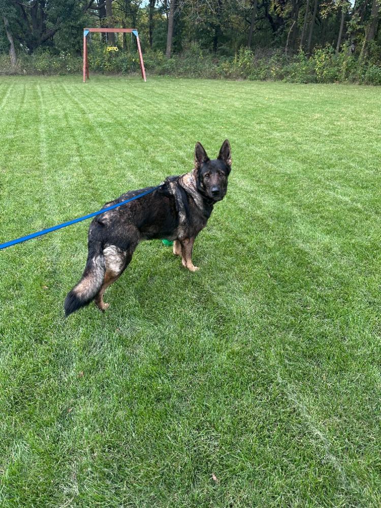 Enlarge Shilo (courtesy post), a Adoptable German Shepherd Dog in Suamico, WI image 1/3