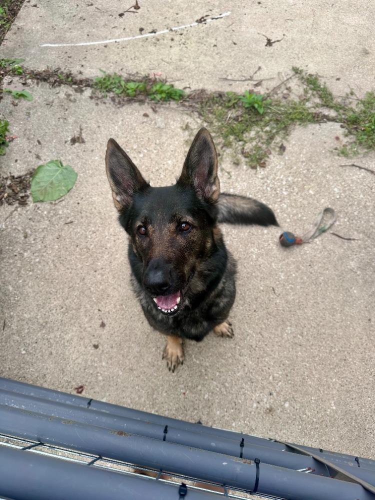 Enlarge Shilo (courtesy post), a Adoptable German Shepherd Dog in Suamico, WI image 2/3