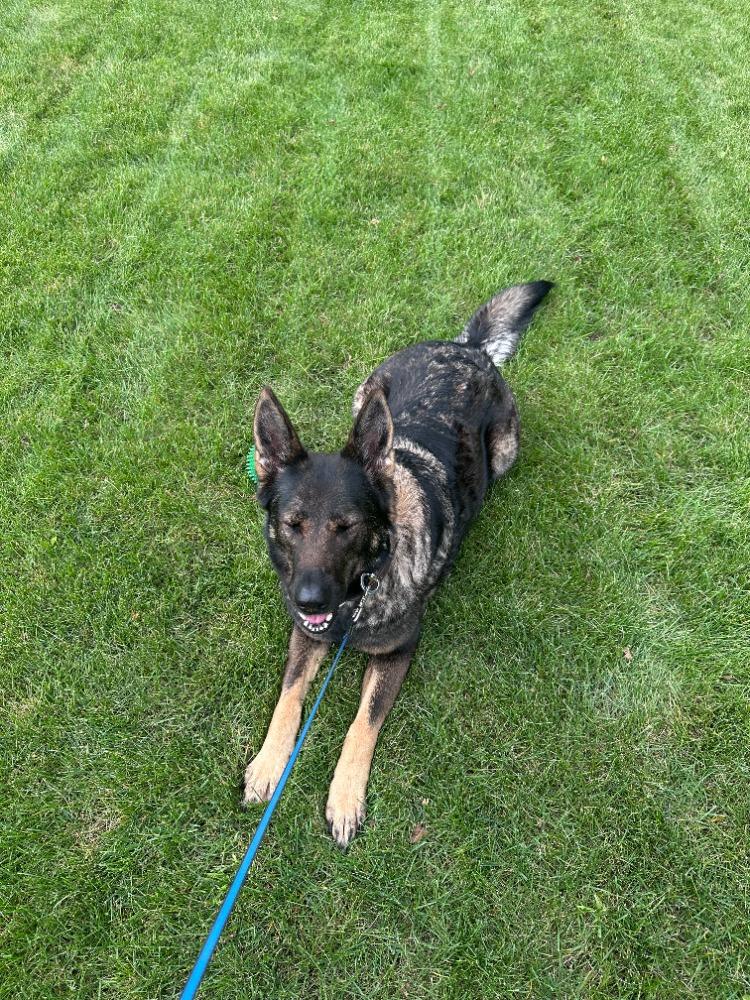 Enlarge Shilo (courtesy post), a Adoptable German Shepherd Dog in Suamico, WI image 3/3