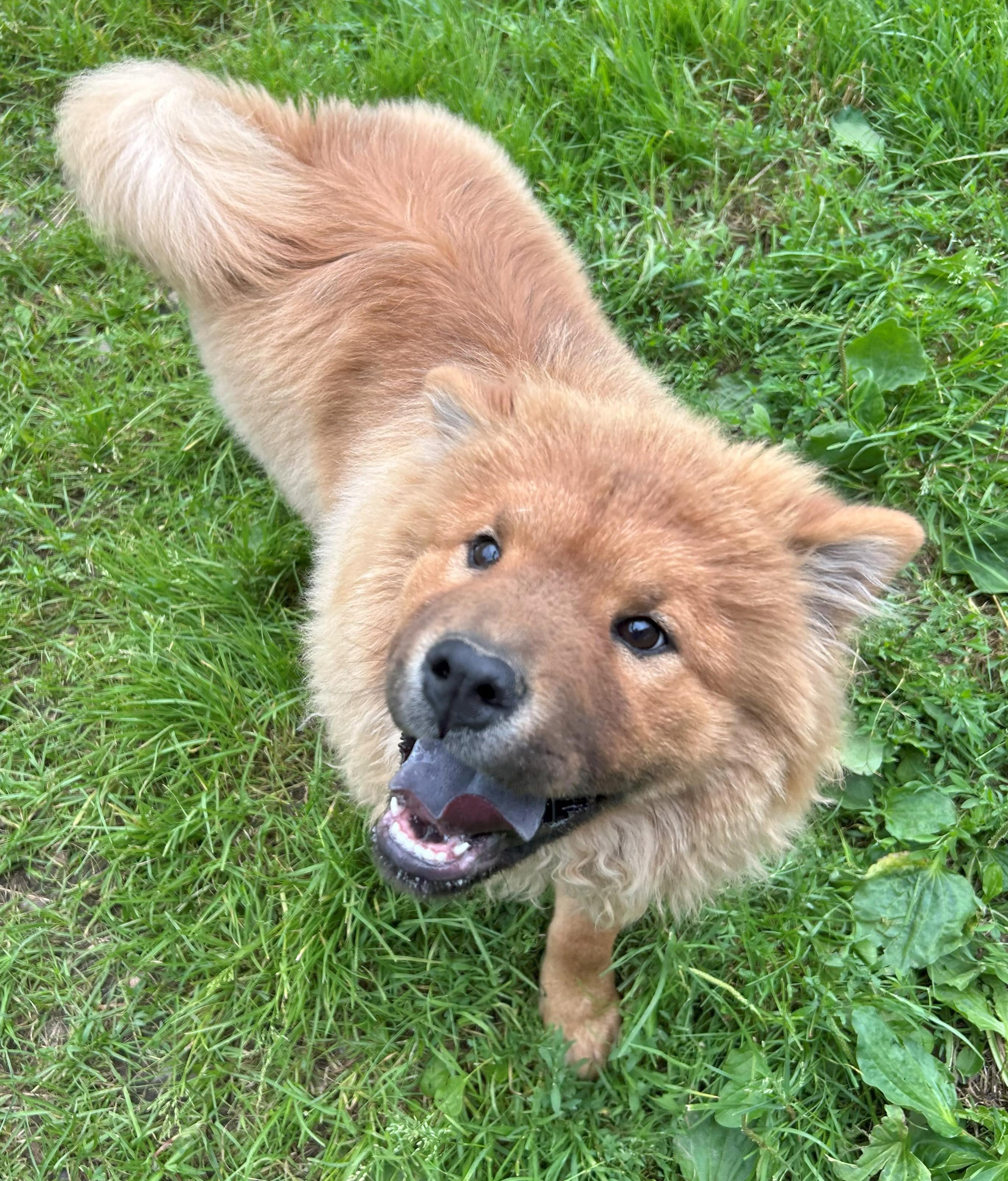 Nala