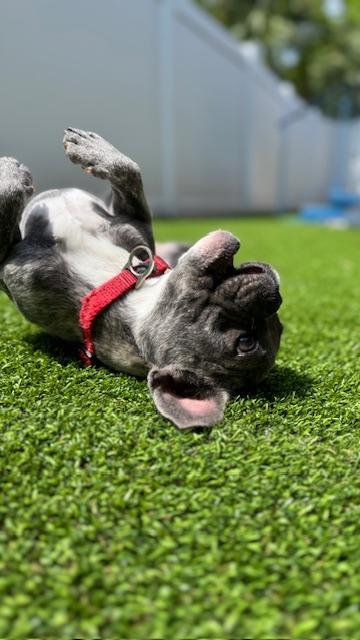 Bubbles / Redington Beach, a ADOPTABLE mixed breed in Redington Beach, FL image 3/6