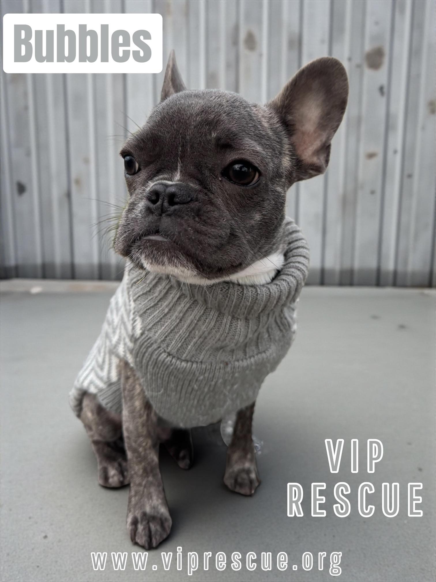 Bubbles / Redington Beach, ADOPTABLE, Young Male French Bulldog & Boston Terrier.