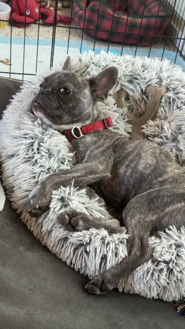 Bubbles / Redington Beach, a ADOPTABLE mixed breed in Redington Beach, FL image 2/6