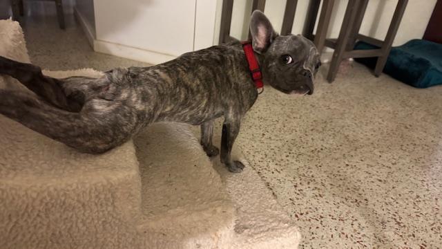 Bubbles / Redington Beach, a ADOPTABLE mixed breed in Redington Beach, FL image 5/6