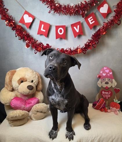 Beaumont, Adoptable, Adult Male Pit Bull Terrier & Mixed Breed.