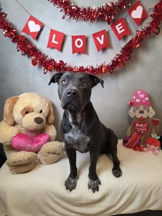 Beaumont, Adoptable, Adult Male Pit Bull Terrier & Mixed Breed.