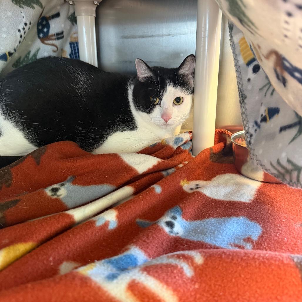 Bandit, Adoptable, Adult Male Domestic Short Hair.