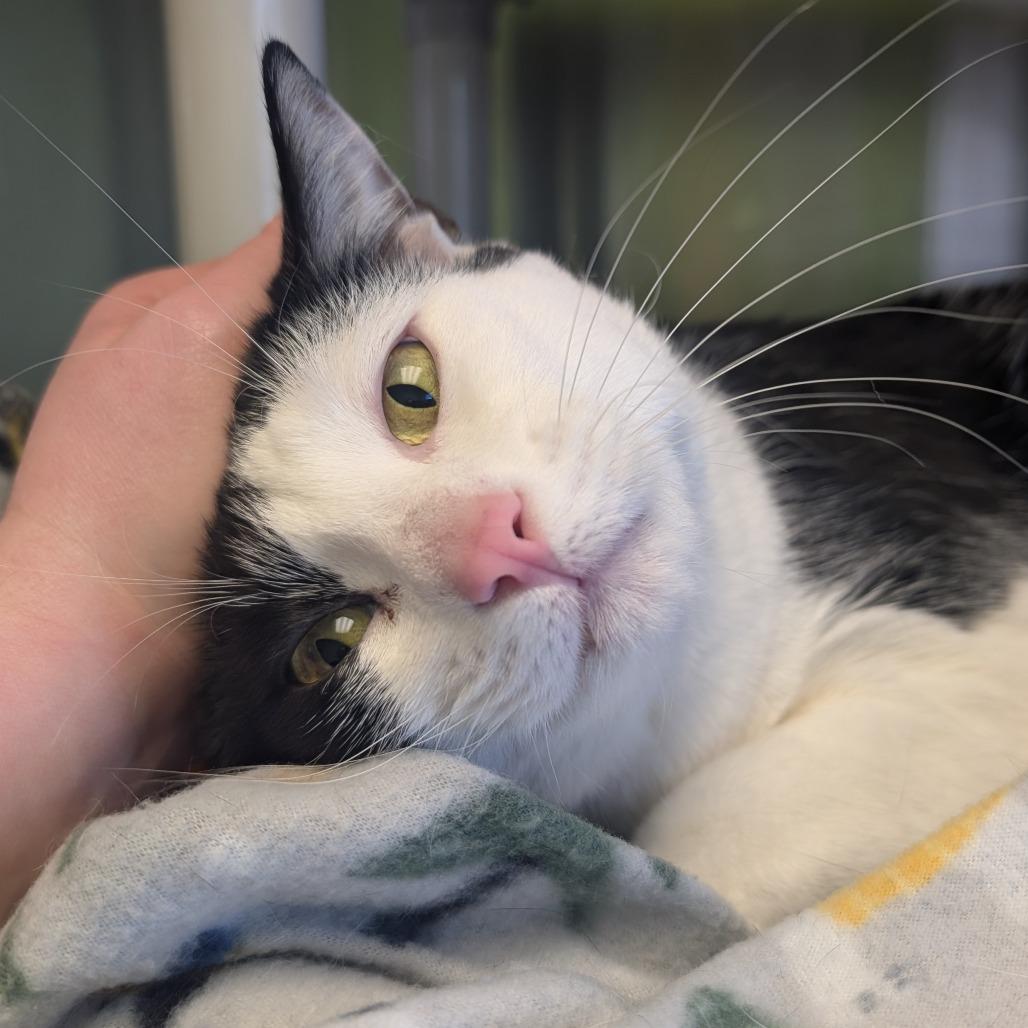 Bandit, a Adoptable Domestic Short Hair in Emporia, KS image 2/3