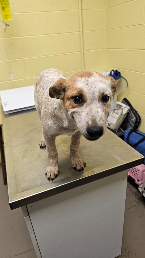 Cinnamon Sugar, Adopted, Puppy Female Cattle Dog.