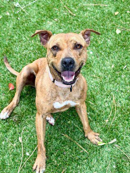 Iris - 2, Adoptable, Young Female Pit Bull Terrier & Mixed Breed.