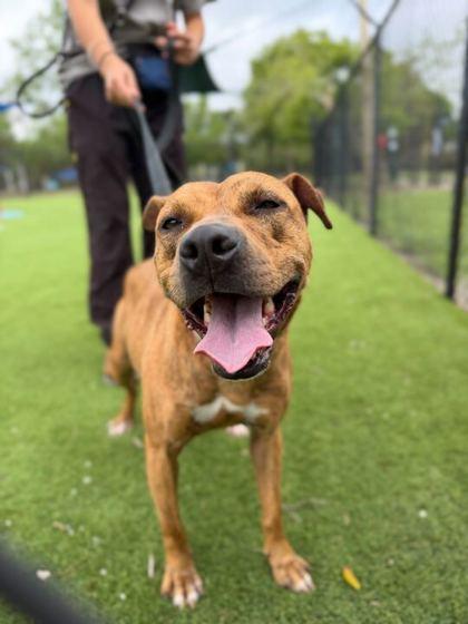 Iris - 3, a Adoptable mixed breed in Daytona Beach, FL image 1/3