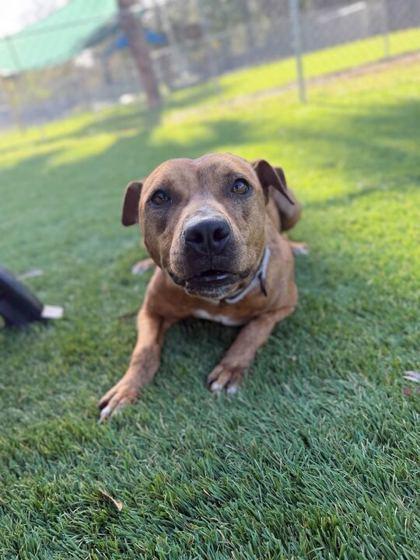 Iris - 3, a Adoptable mixed breed in Daytona Beach, FL image 1/3