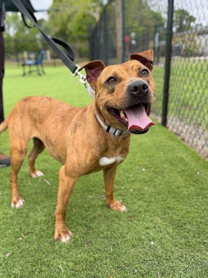 Iris - 3, a Adoptable mixed breed in Daytona Beach, FL image 2/3