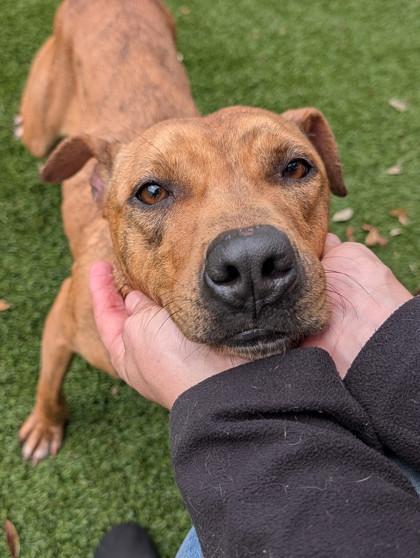 Iris - 3, a Adoptable mixed breed in Daytona Beach, FL image 3/3