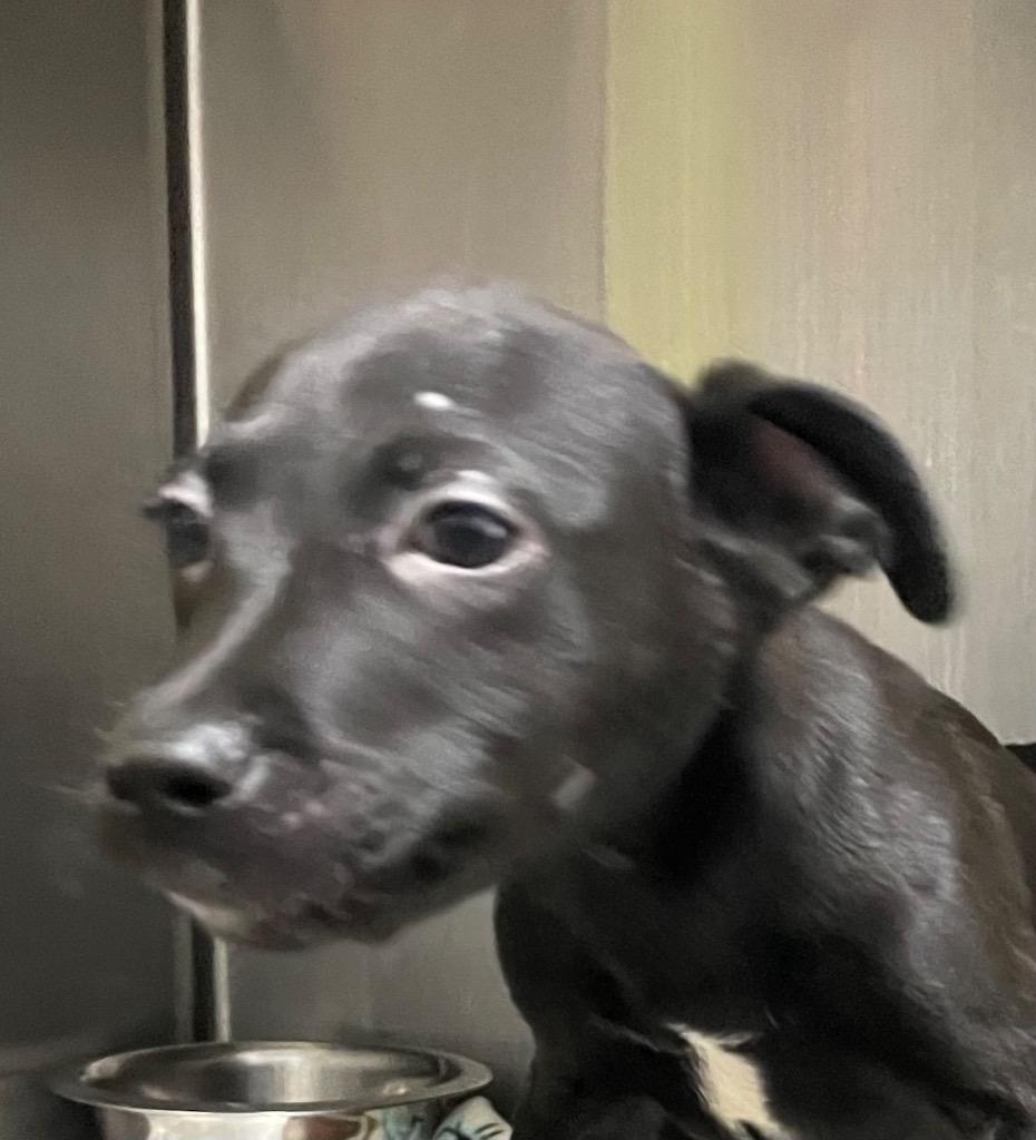 Barkley, Adoptable, Puppy Male Mixed Breed.