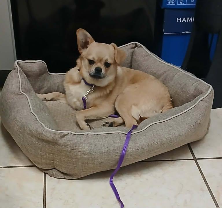 Cooper, ADOPTABLE, Young Male Pug & Chihuahua.