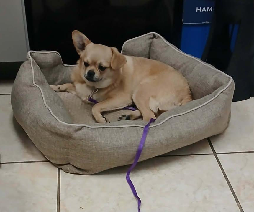 Enlarge Cooper, a ADOPTABLE mixed breed in Lexington, KY image 2/3