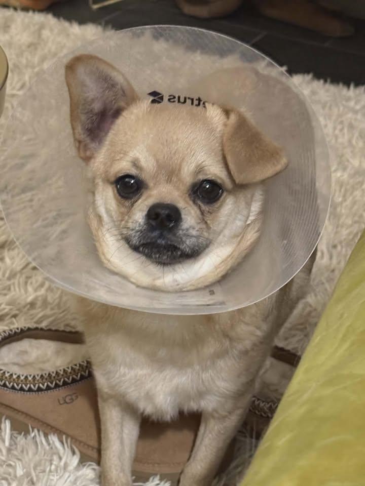 Enlarge Cooper, a ADOPTABLE mixed breed in Lexington, KY image 3/3