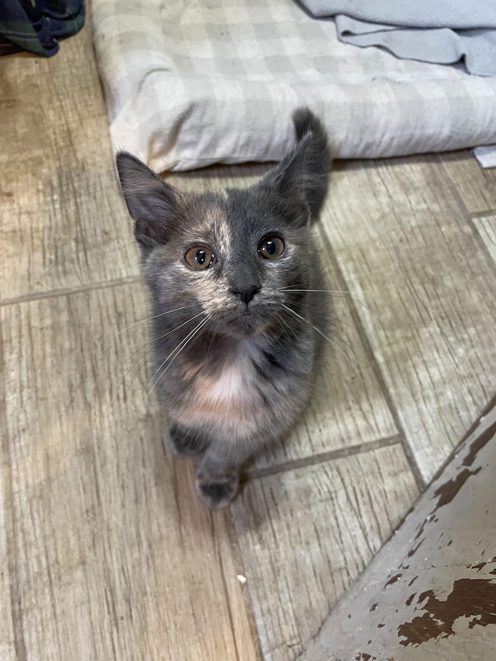 Enlarge Lunah, a Adopted mixed breed in Island Lake, IL image 1/3