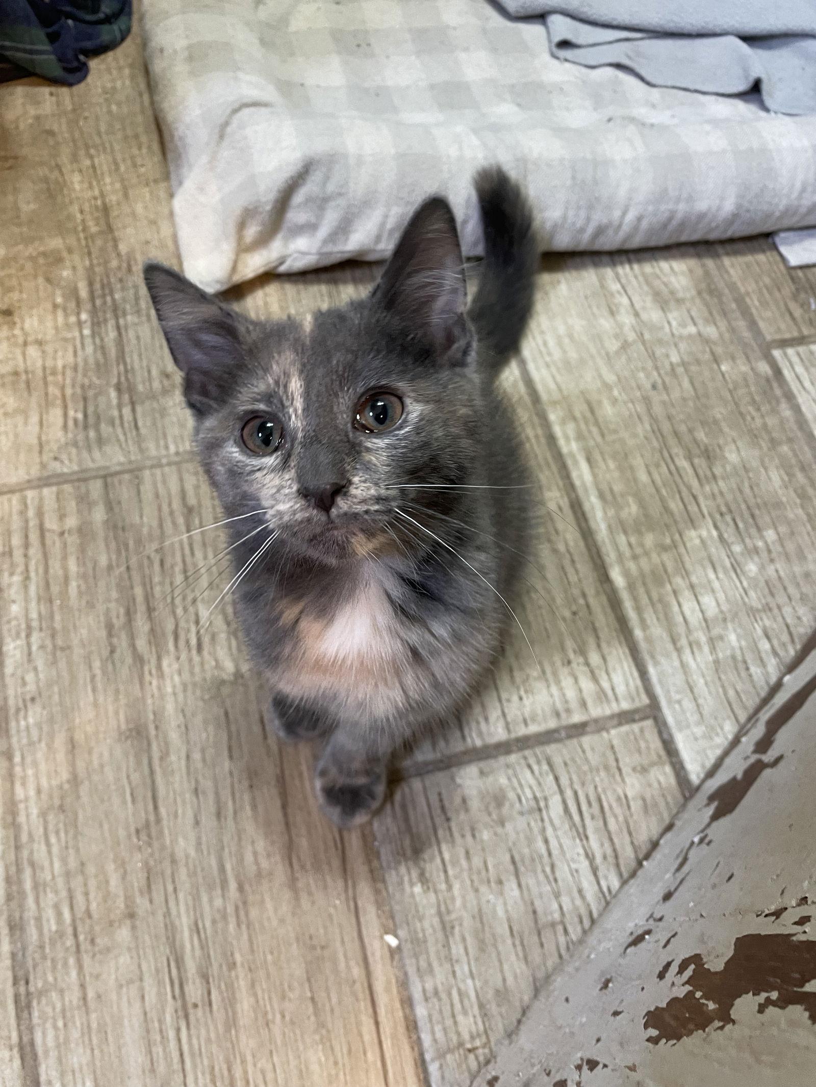 Enlarge Lunah, a Adopted mixed breed in Island Lake, IL image 2/3