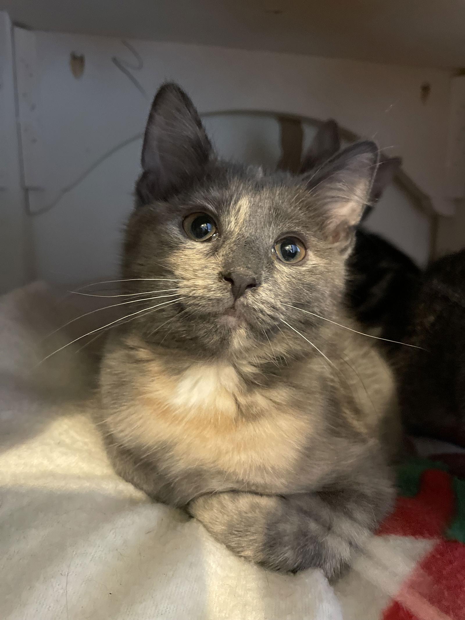 Enlarge Lunah, a Adopted mixed breed in Island Lake, IL image 3/3