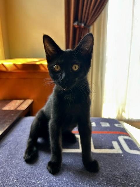 Wiggles (3 months), a ADOPTABLE Domestic Short Hair in Gig Harbor, WA image 4/5