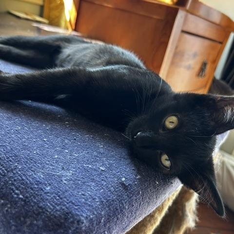 Wiggles (3 months), ADOPTABLE, Kitten Female Domestic Short Hair.