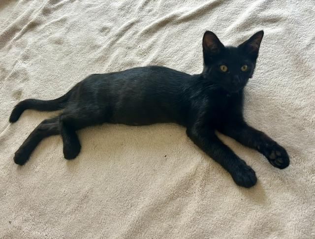 Wiggles (3 months), a ADOPTABLE Domestic Short Hair in Gig Harbor, WA image 2/5