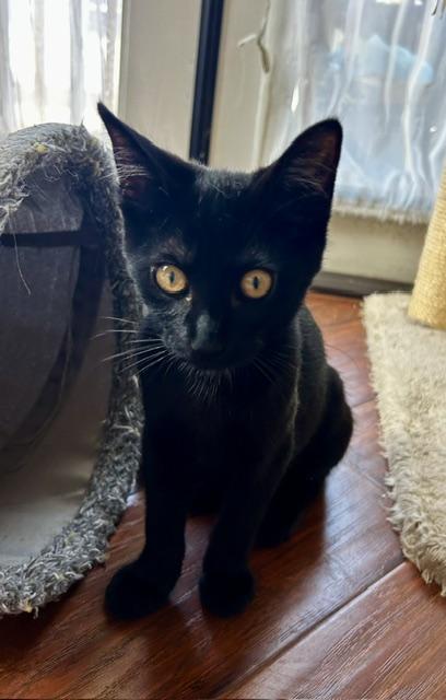 Wiggles (3 months), a ADOPTABLE Domestic Short Hair in Gig Harbor, WA image 3/5