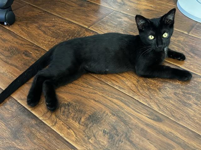 Wiggles (3 months), a ADOPTABLE Domestic Short Hair in Gig Harbor, WA image 5/5