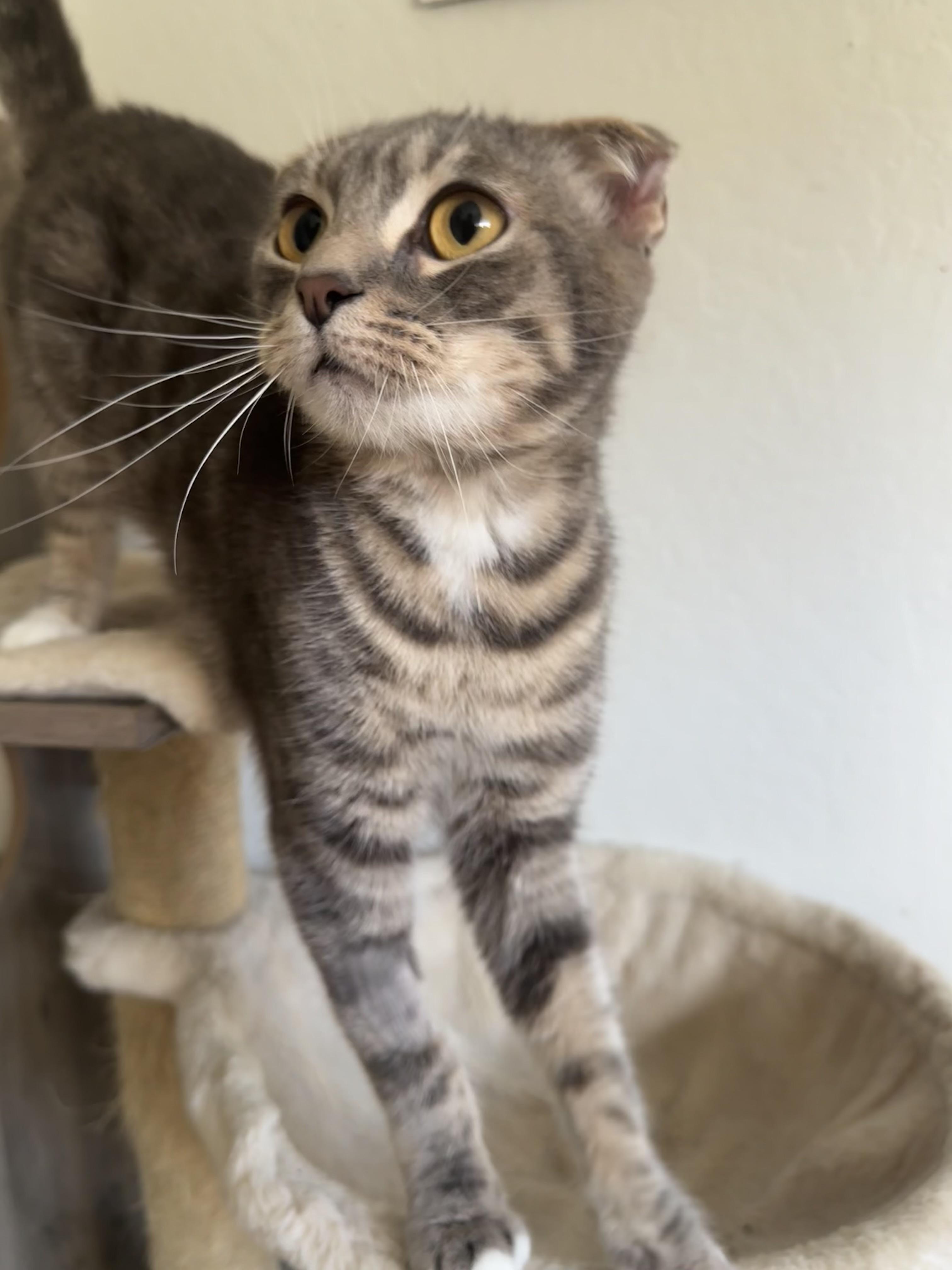 Sakura, Adoptable, Adult Female Scottish Fold.