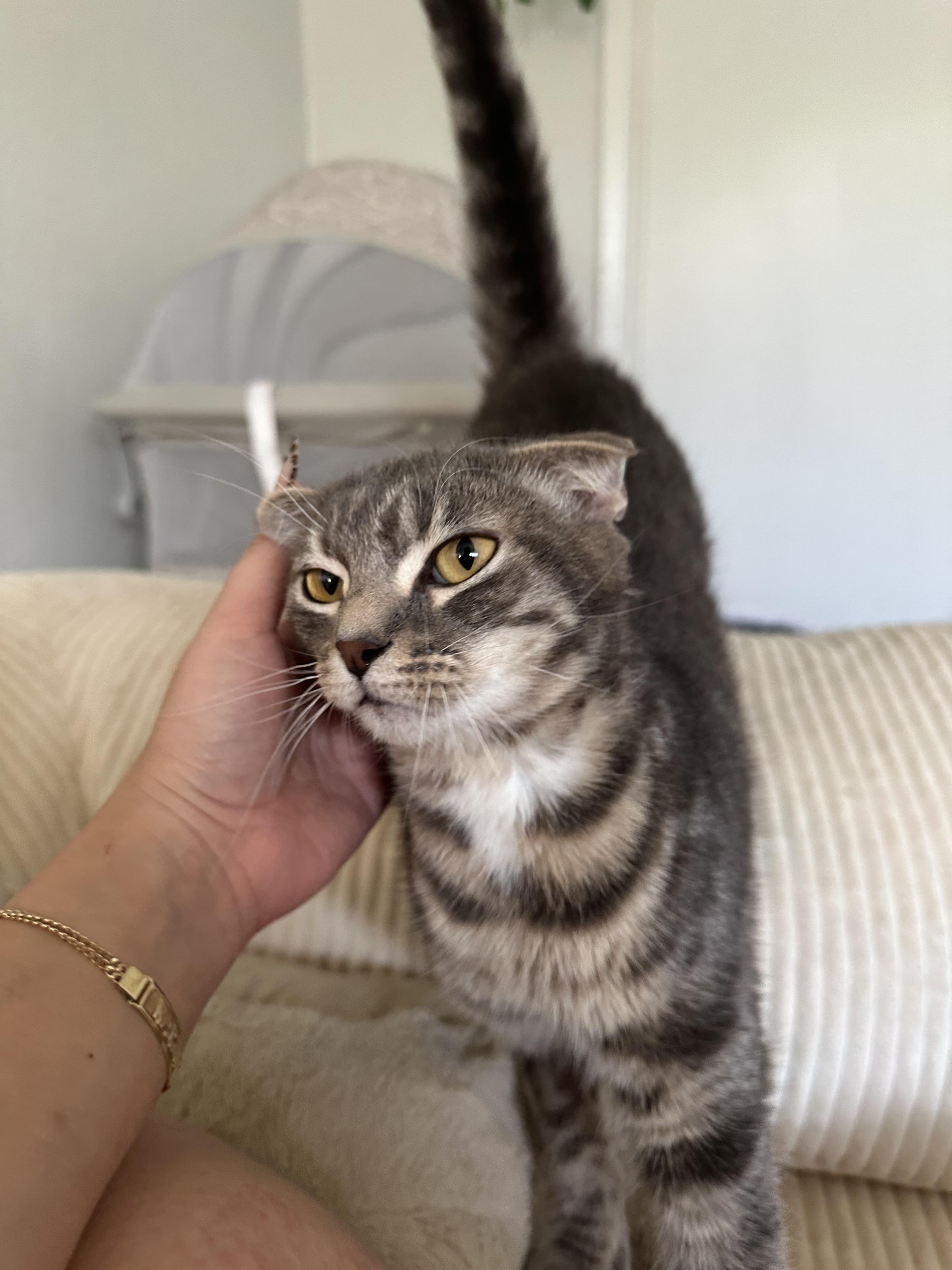 Enlarge Sakura, a Adoptable Scottish Fold in Rio Linda, CA image 2/3