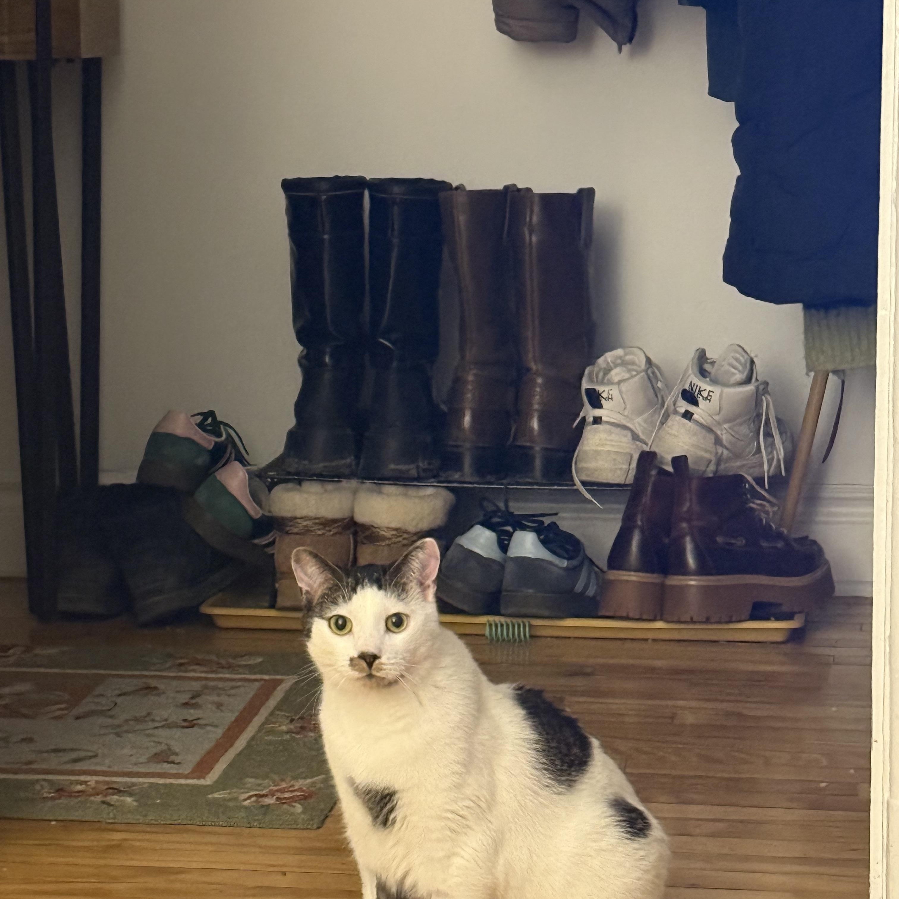 Fred, Adoptable, Adult Female Domestic Medium Hair.