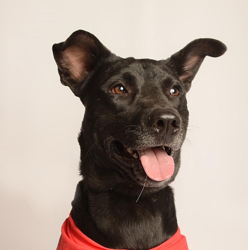 JACKSON, a Adoptable mixed breed in Langley, BC image 1/6
