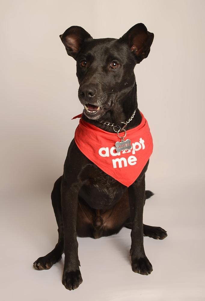 JACKSON, a Adoptable mixed breed in Langley, BC image 3/6