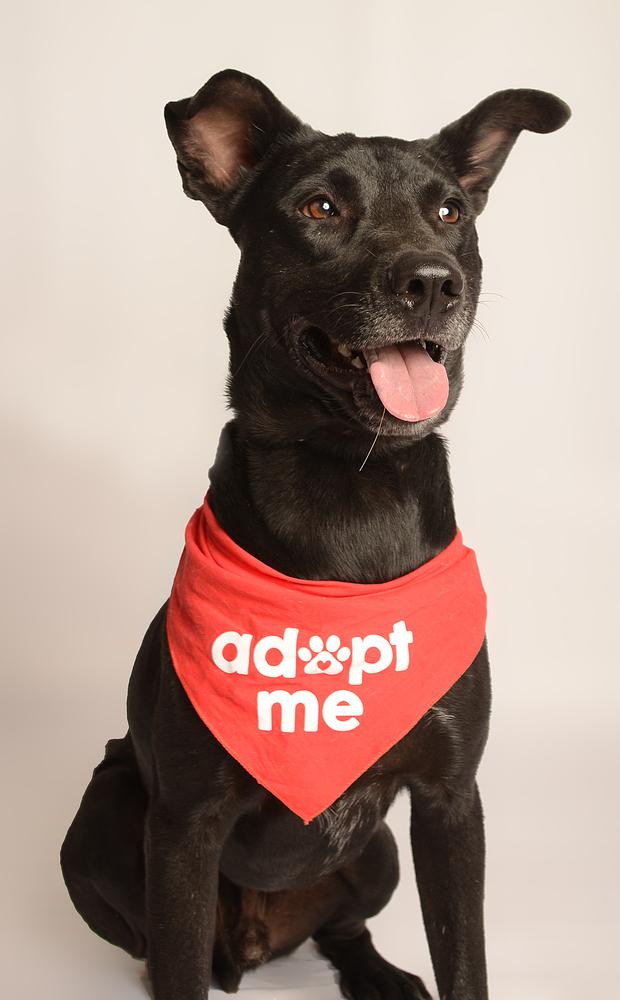 JACKSON, a Adoptable mixed breed in Langley, BC image 4/6