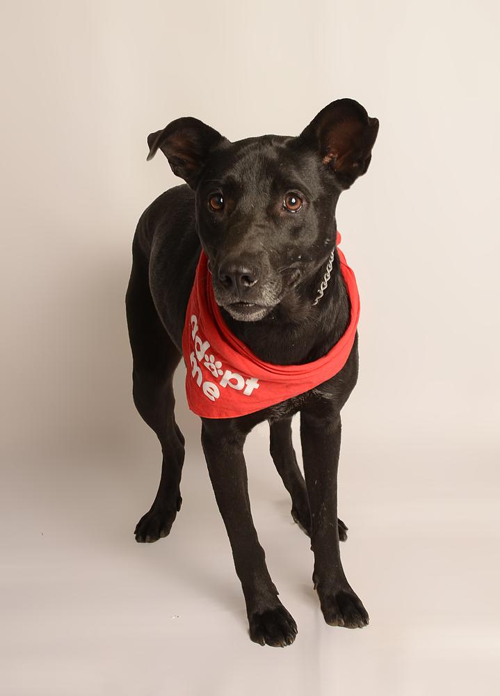JACKSON, a Adoptable mixed breed in Langley, BC image 5/6