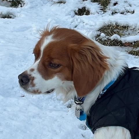 Enlarge Buddy, a ADOPTABLE Brittany Spaniel in Marion, MA image 2/4