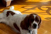 Enlarge Buddy, a ADOPTABLE Brittany Spaniel in Marion, MA image 4/4