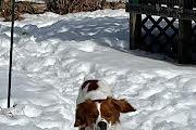 Enlarge Buddy, a ADOPTABLE Brittany Spaniel in Marion, MA image 3/4