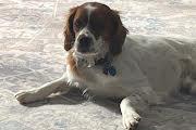 Enlarge Buddy, a ADOPTABLE Brittany Spaniel in Marion, MA image 1/4