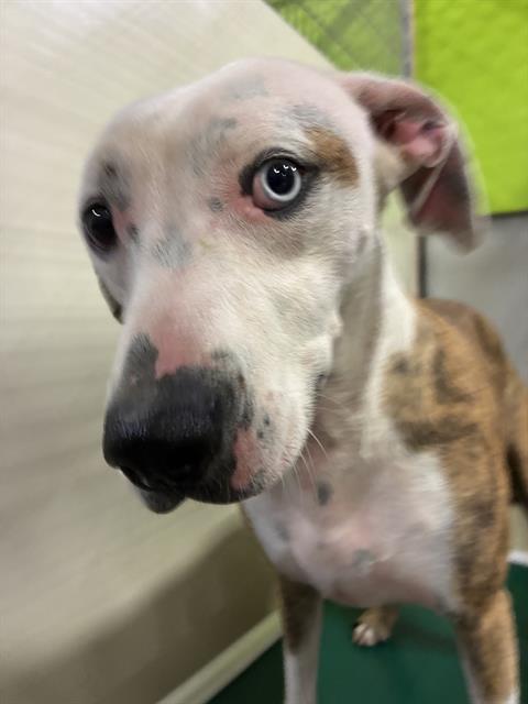 Kipper -- URGENT! LONGTIME RESIDENT!, ADOPTABLE, Adult Male Greyhound & Pit Bull Terrier.