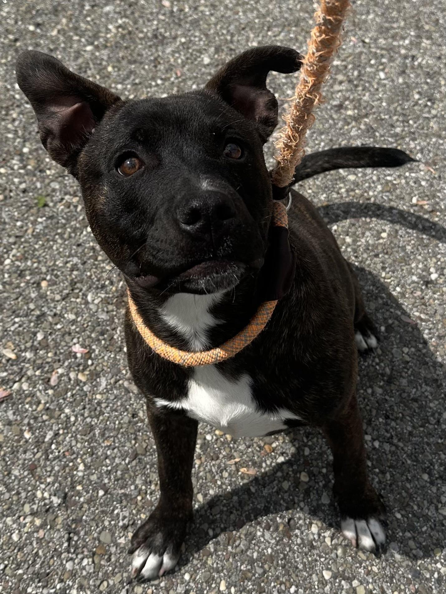 Enlarge Ethan, a ADOPTABLE mixed breed in Youngstown, OH image 2/3