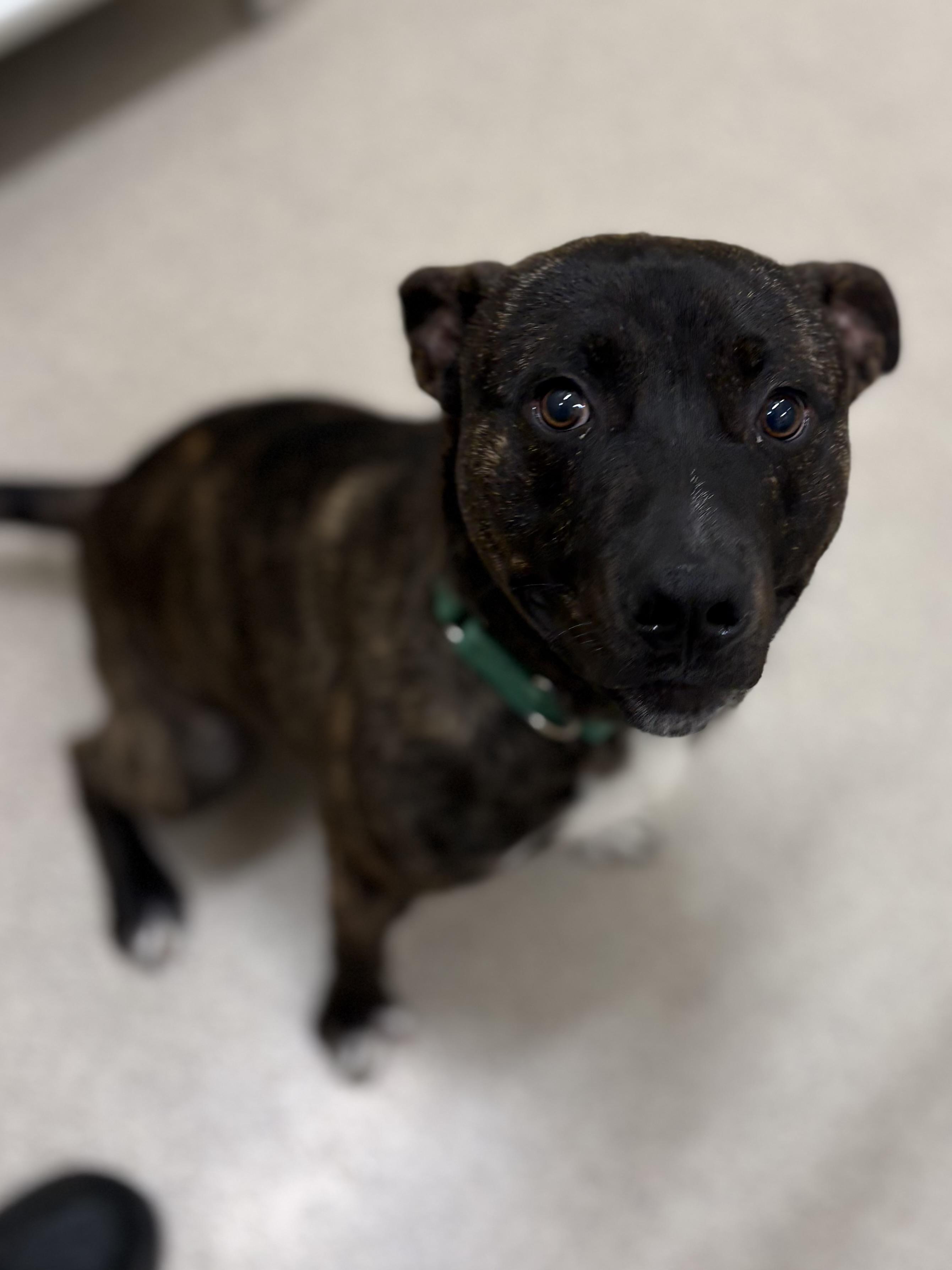 Enlarge Ethan, a ADOPTABLE mixed breed in Youngstown, OH image 3/3