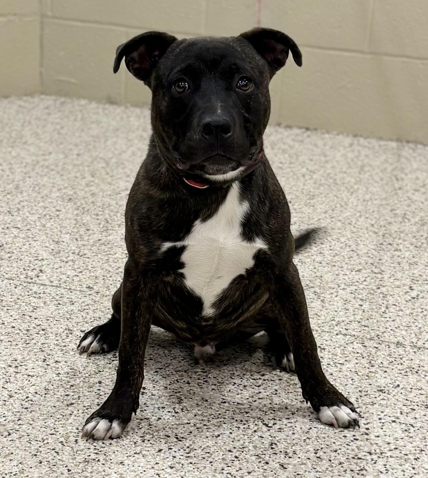 Enlarge Ethan, a ADOPTABLE mixed breed in Youngstown, OH image 1/3