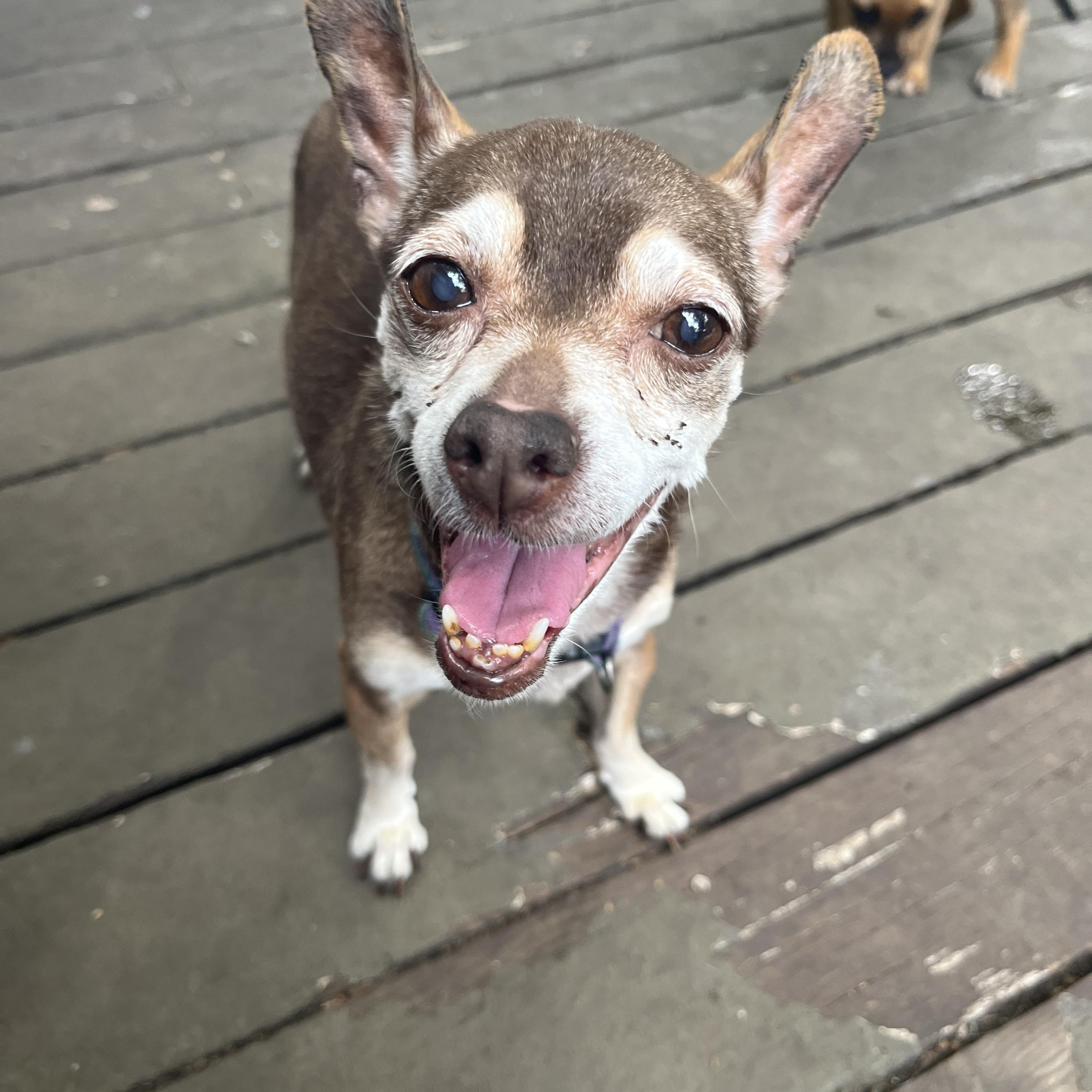Enlarge Coco, a Adoptable Chihuahua in Byron, IL image 1/6
