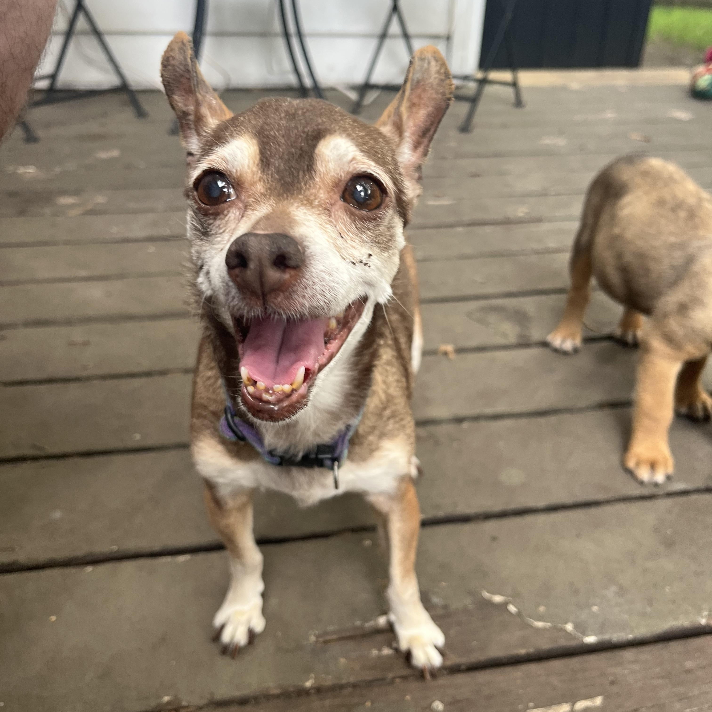 Enlarge Coco, a Adoptable Chihuahua in Byron, IL image 2/6