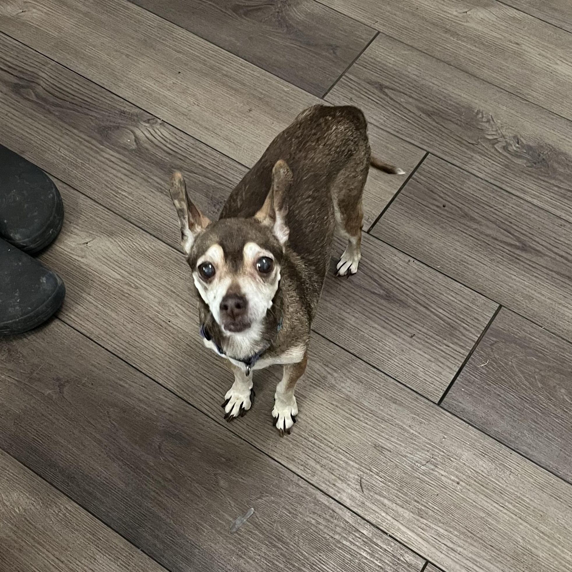 Enlarge Coco, a Adoptable Chihuahua in Byron, IL image 3/6