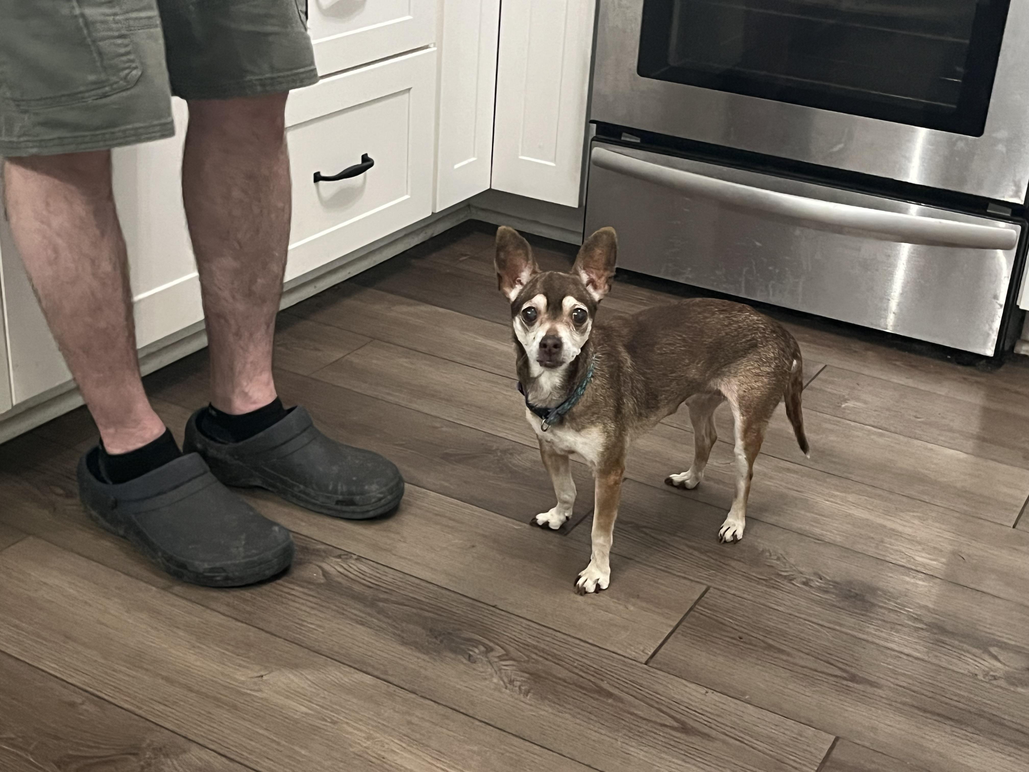 Enlarge Coco, a Adoptable Chihuahua in Byron, IL image 4/6