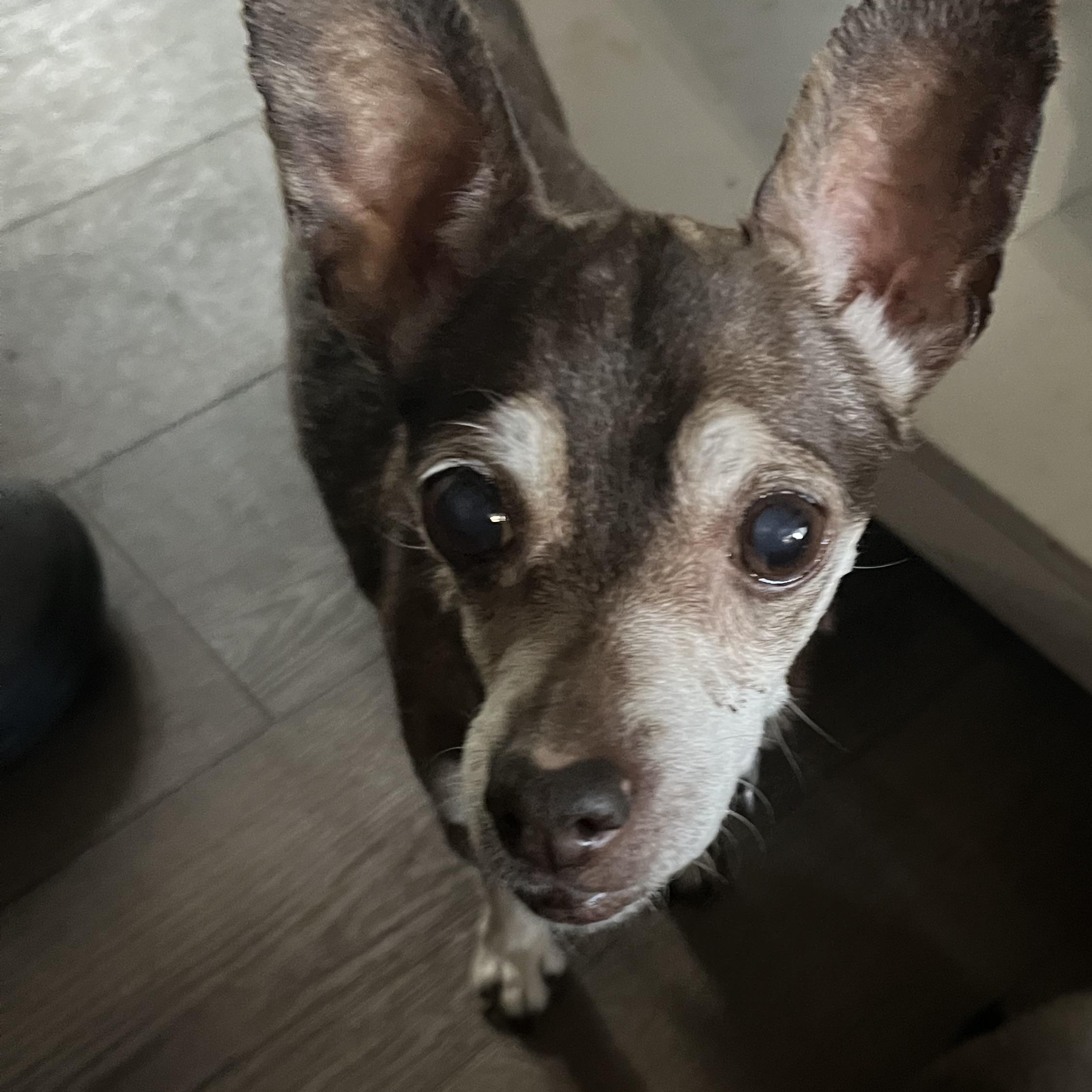 Enlarge Coco, a Adoptable Chihuahua in Byron, IL image 5/6